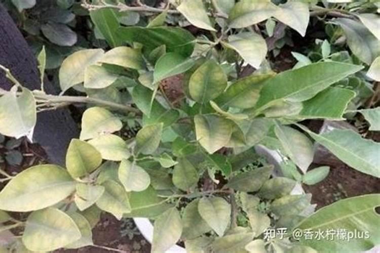 柠檬树最忌三种肥料