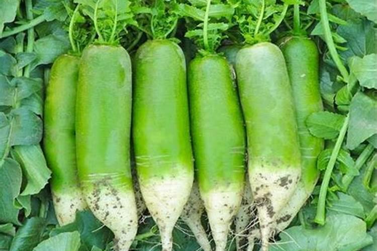 根茎类用硅叶面肥有什么好处