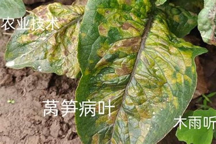 呙笋用什么作叶面肥最好效果最快