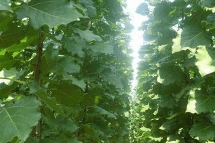 如何让杨树快速生长？