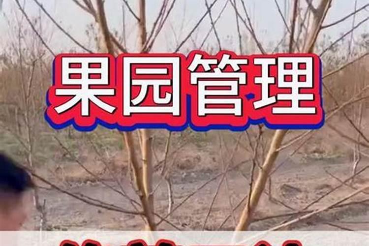 板栗树最适合哪时候施肥 板栗树什么时候施肥