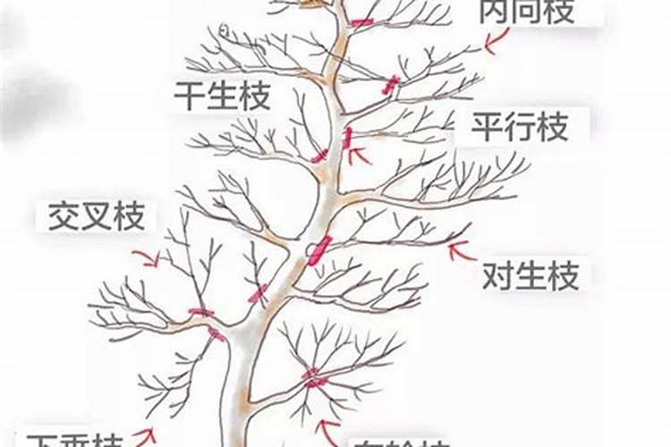 板栗树什么时候施肥