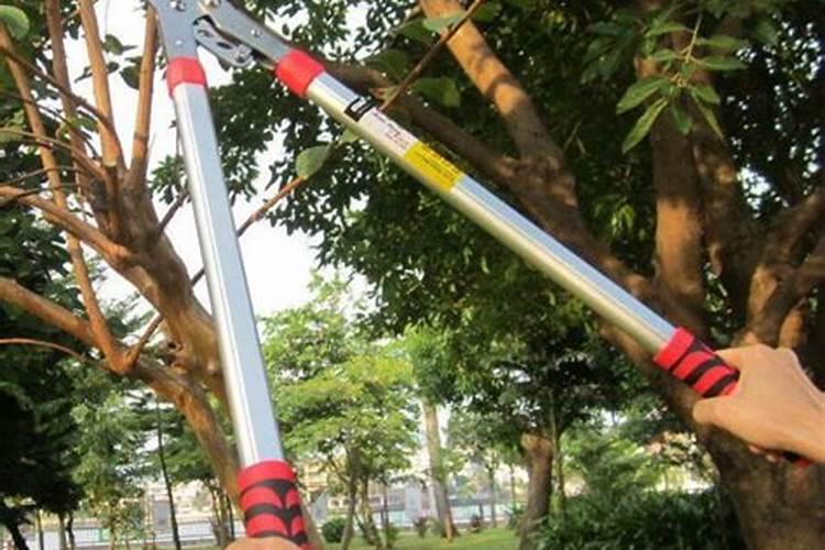 板栗树什么时候施肥