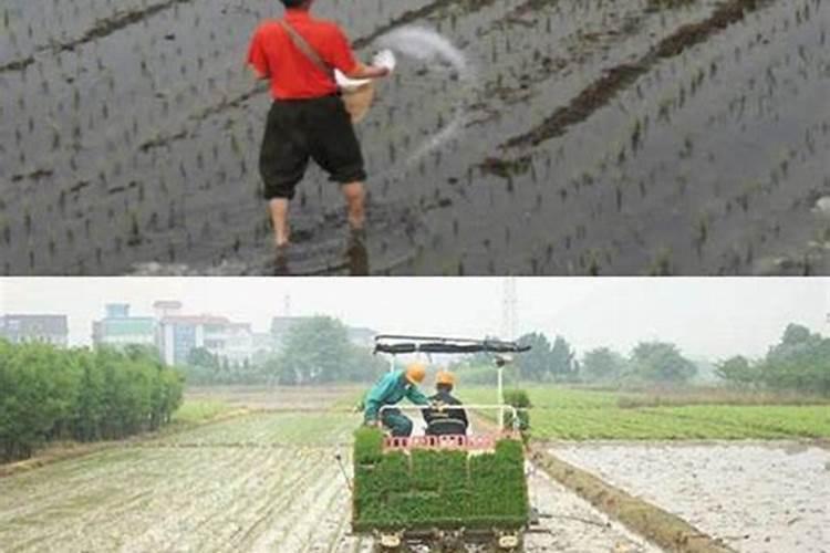 稻田里早上可以打钾肥吗？