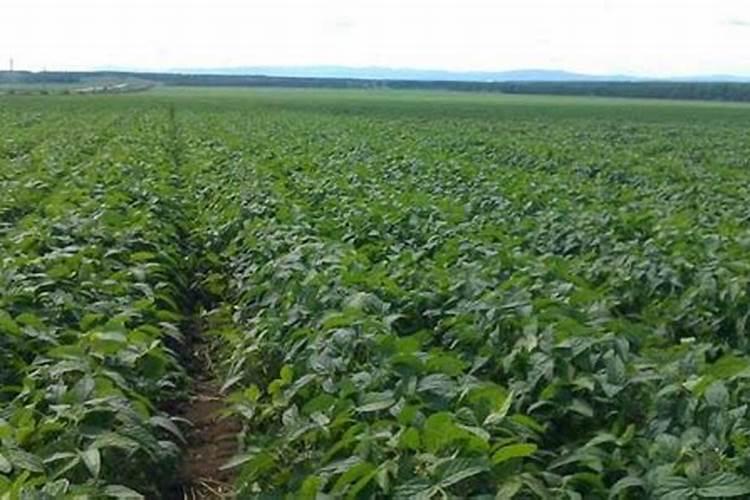 大豆植株中的氮素的来源是哪里