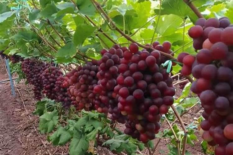 红提葡萄已经采摘完,怎样施肥最科学？用什么肥料最好？