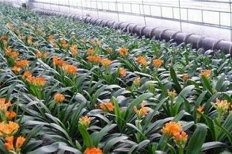 植物施肥用什么肥料好;家庭养花十大最好花肥