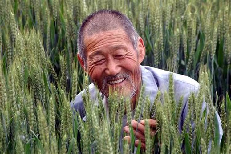 碧护叶面肥在小麦上的应用