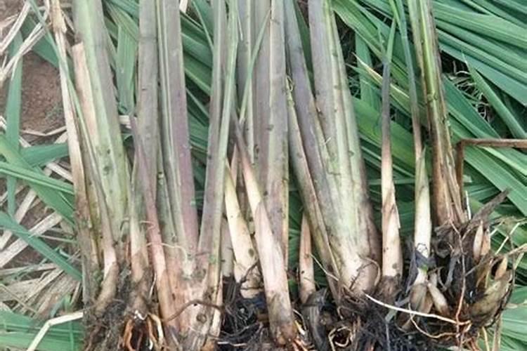 种植茭白如何追肥 茭白施肥方法总结