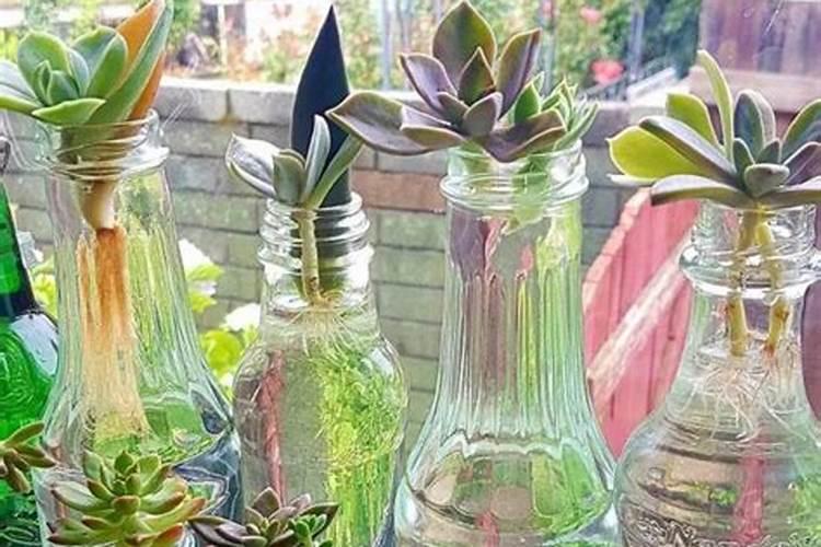 适合水培的多肉品种