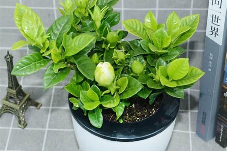 家里的绿植用什么肥 适合家里养的18种花