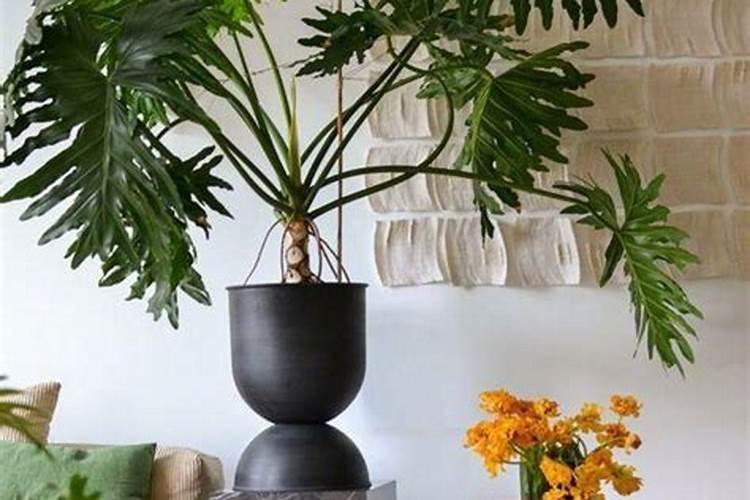 摆在办公室的绿植怎么施肥