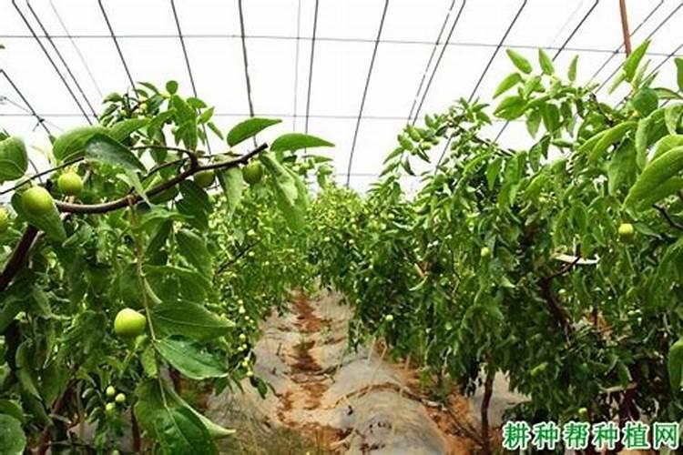 枣树膨大期如何施肥