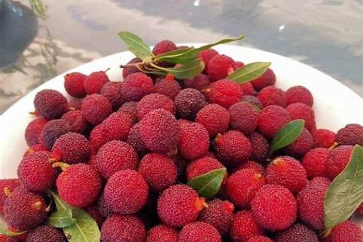 杨梅树施肥最好用什么肥料