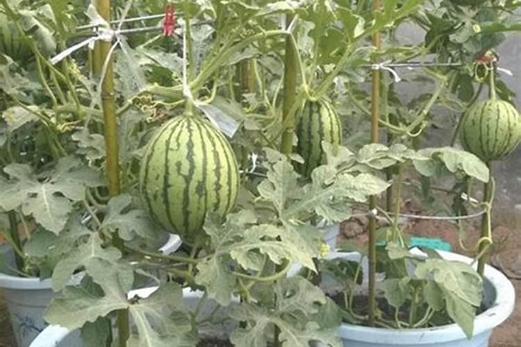 西瓜结果时需要施什么肥料