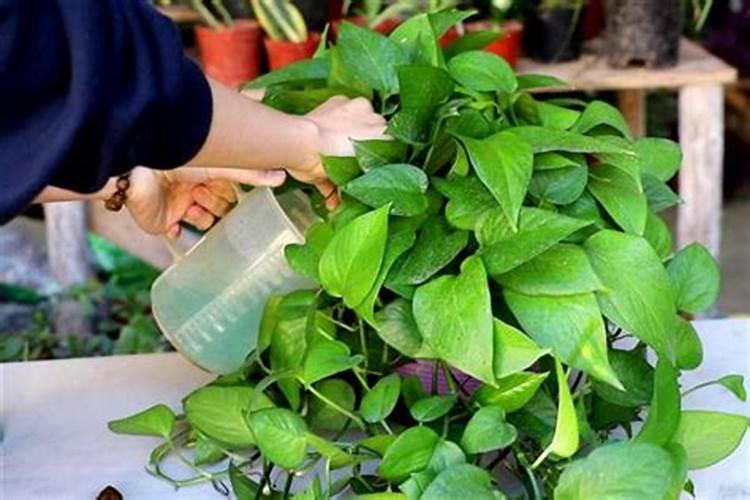 白菜叶面肥的使用方法 每隔7～10天浇一次