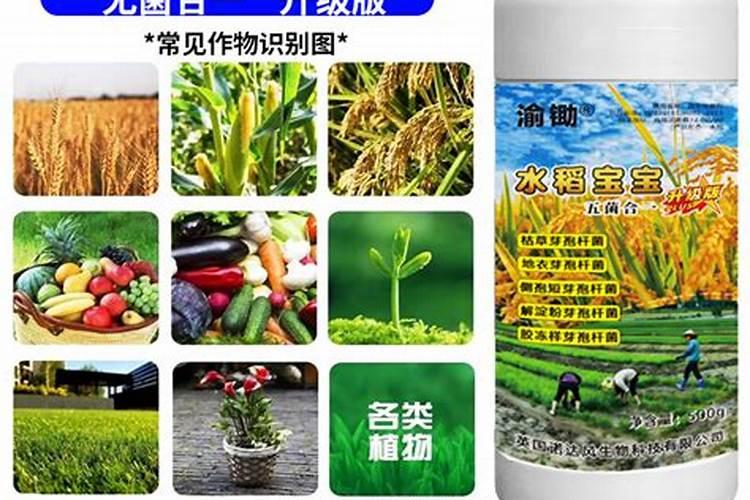 罗布泊水溶肥对土壤有哪些好处？