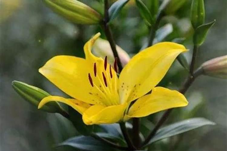 百合浇什么肥最好