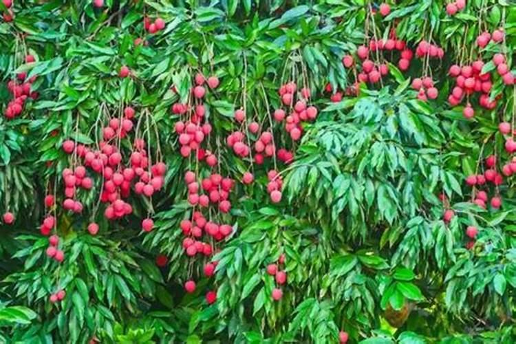 刚种荔枝苗种下多久可以施肥