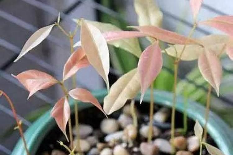 刚种荔枝苗种下多久可以施肥