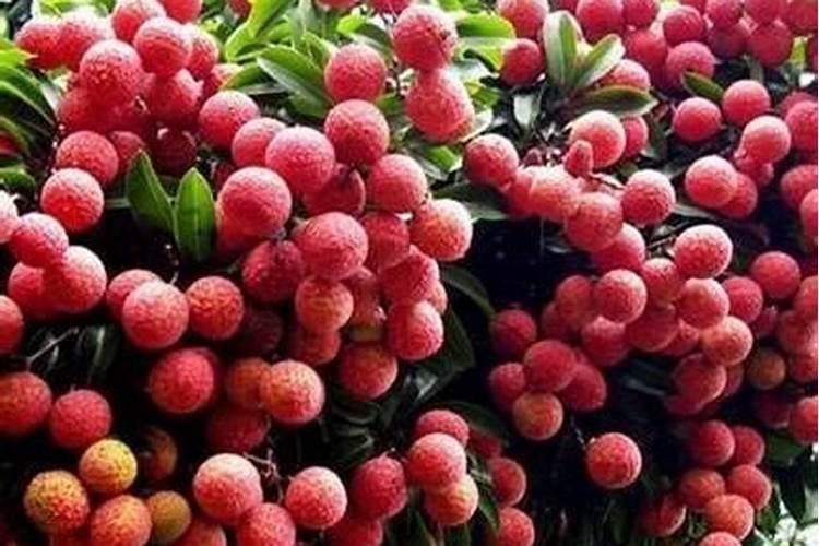 荔枝苗的种植方法