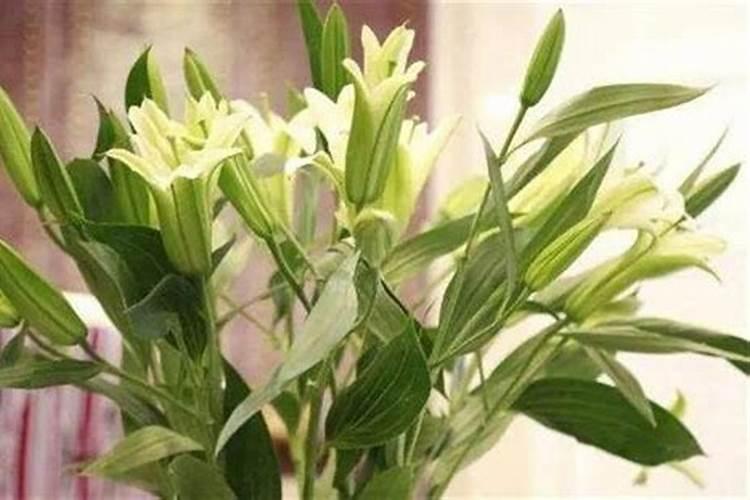 百合花开花期间怎么浇水