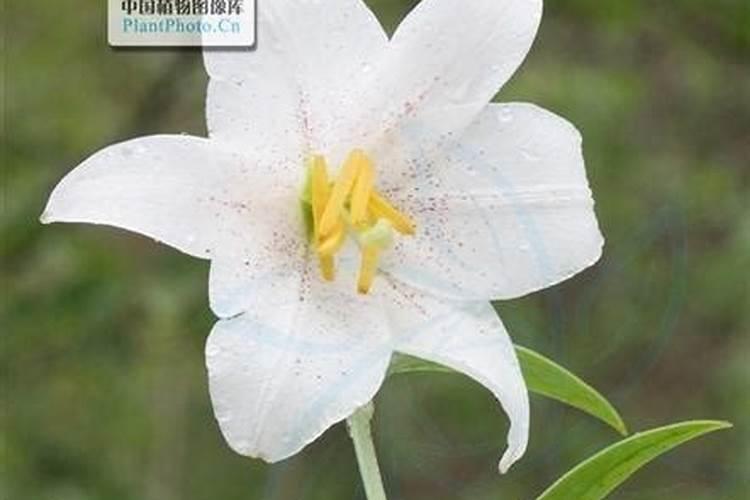 百合花打花苞以后该施什么肥料？