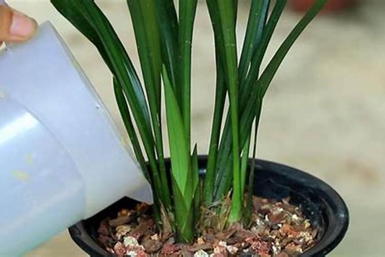 用什么水浇灌兰花可以促进快速生长