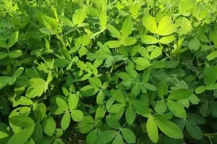 花生是忌氯作物么