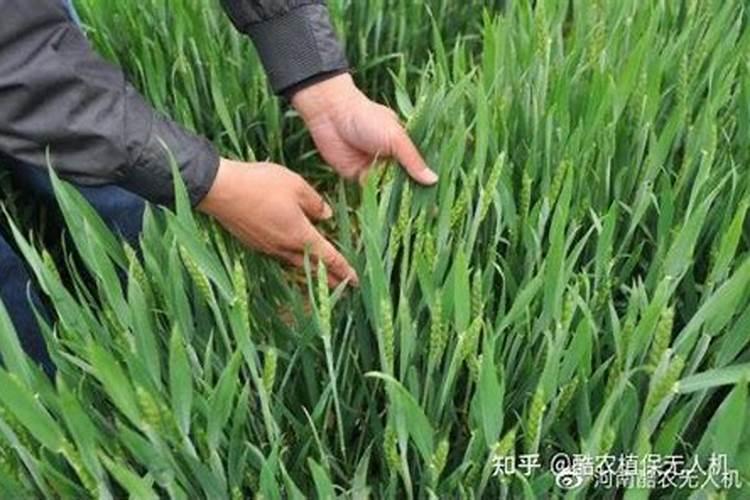 小麦拔节期追肥的技术要点,附注意事项
