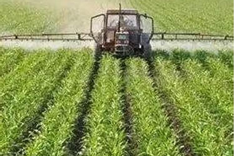 豆蔻的功效与作用 豆蔻和肉蔻的区别是什么