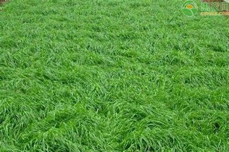 黑麦草用什么肥料最好