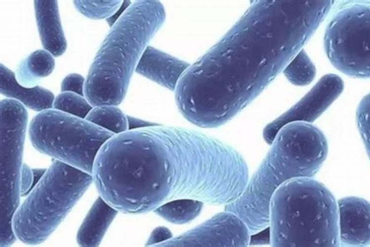 益生菌菌种哪些菌种比较好,乳双歧杆菌Bi07相比于蒙牛的BB12哪个更...