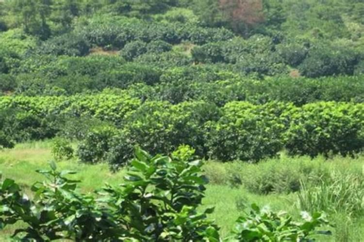 海南山柚种植行距离与株距离是多少米？