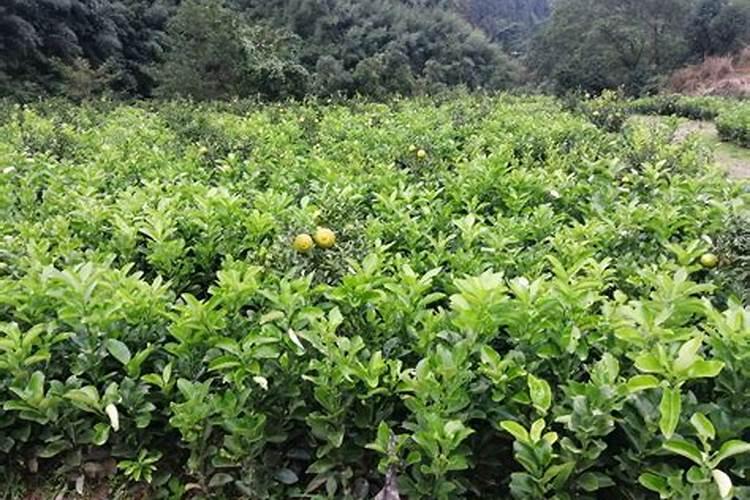 柚子树种了八年,前年冻死后,去年发芽长的太高了,今年春梢需要吗？