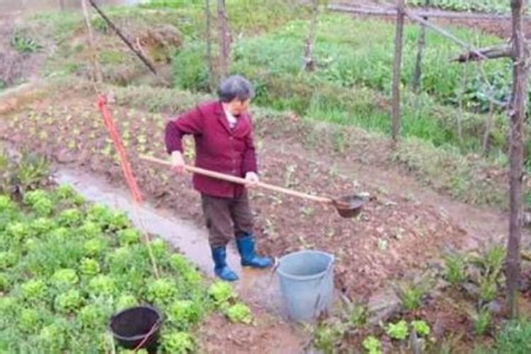 秋茬蔬菜种植,如何根据种植,获得高产？