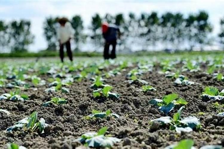 如何进行豇豆育苗？