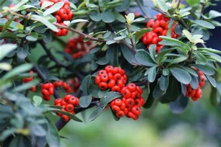 火棘盆景施什么肥料(火棘盆景底肥怎么施)