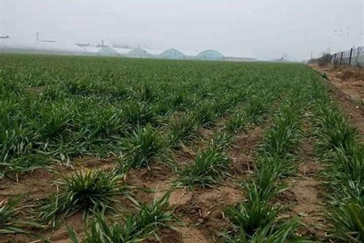 小麦灌浆期喷施什么叶面肥好