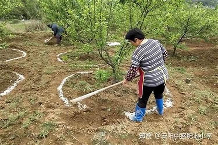 钾肥选择什么样的才能让植物长的更好？