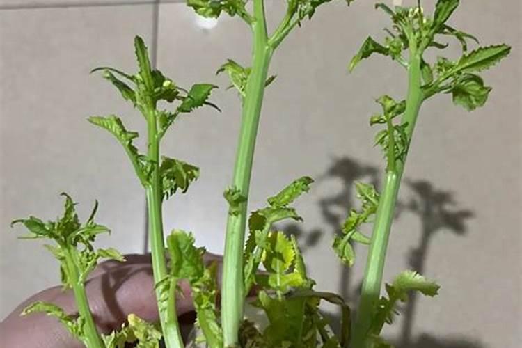 一篇文章告诉你芸苔素用好了绝对是个宝!