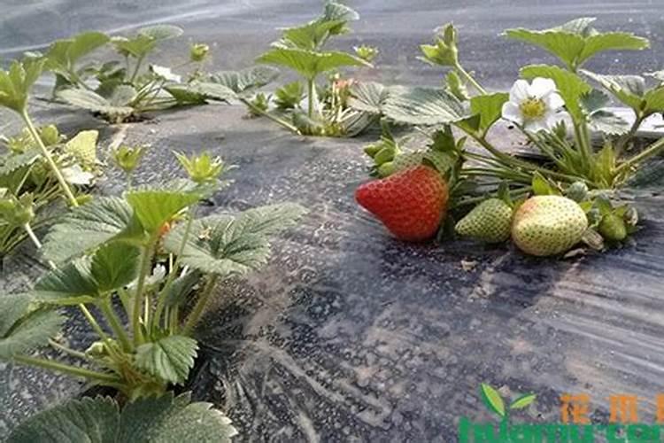 草莓各个时期的施肥方案,什么时候冲高磷肥