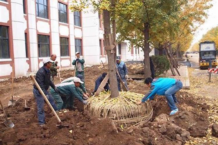 新栽树苗能施磷肥吗？