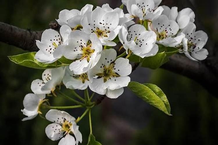 梨怎么高产养殖,施肥修剪需要注意什么