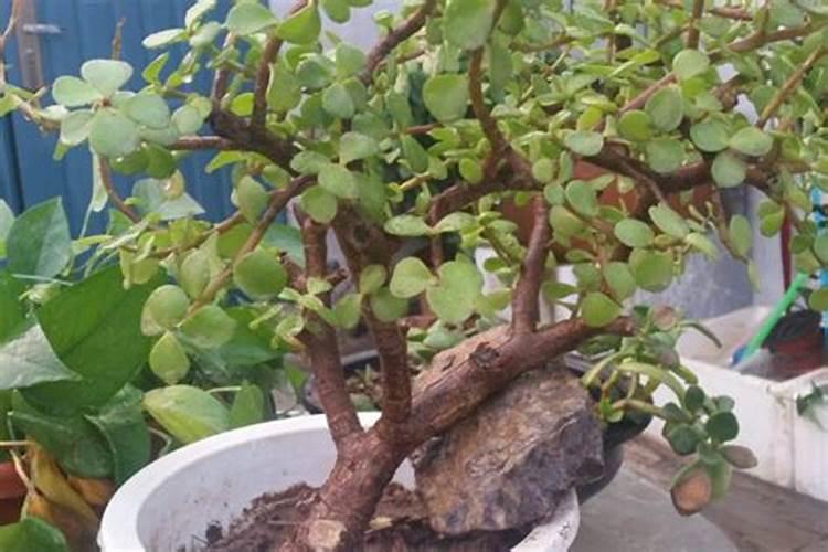 甜瓜临近成熟能不能冲施果蔬宝呢？