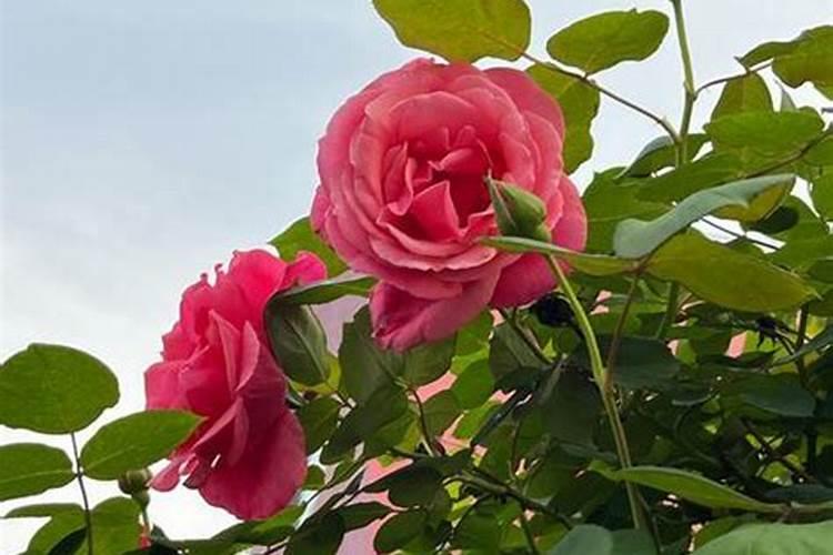 月季小花苞干枯脱落怎么办(月季花花骨朵蔫了怎么办)