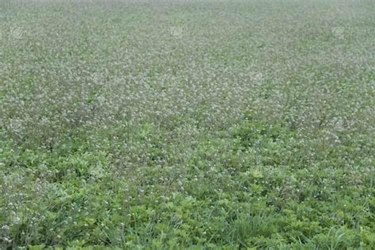 三叶草怎么施肥