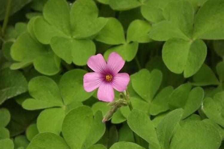 三叶草怎么施肥