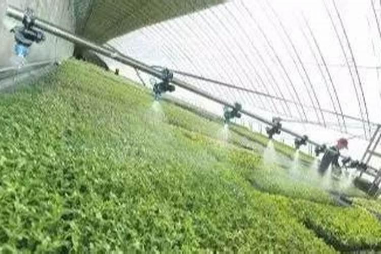 金满堂大量元素水溶肥料怎样使用