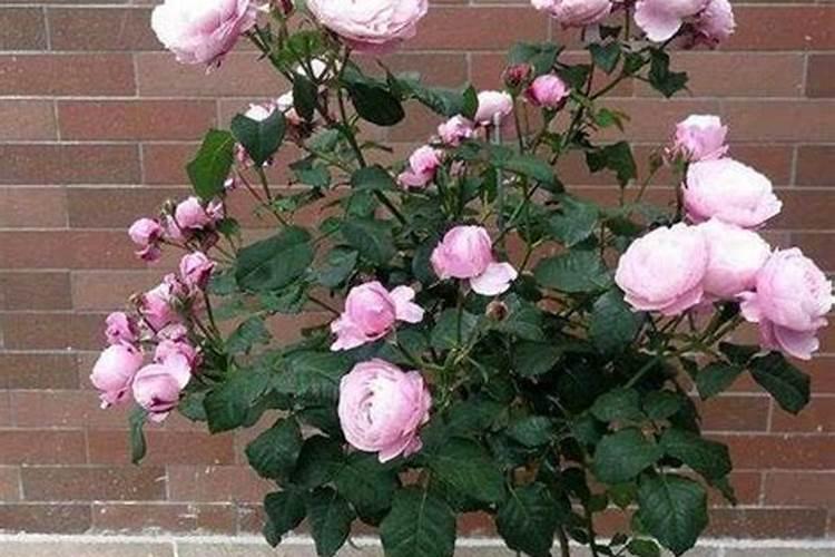 粉龙月季能盆栽吗？